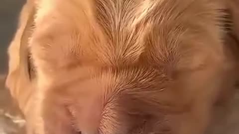 Golden Retriever Puppies That’ll Heal Your Soul
