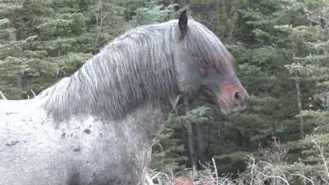 Meet "Hairy " the wild stallion and a joke