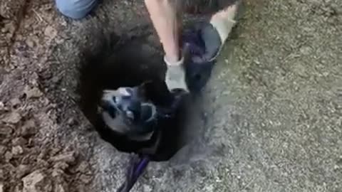 😂 To save the dog | FunFM