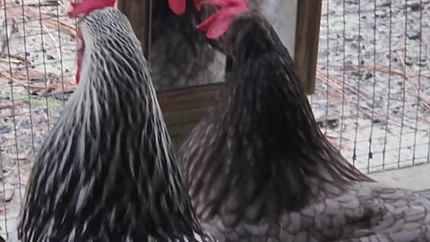 Chicken Admires Herself In Mirror