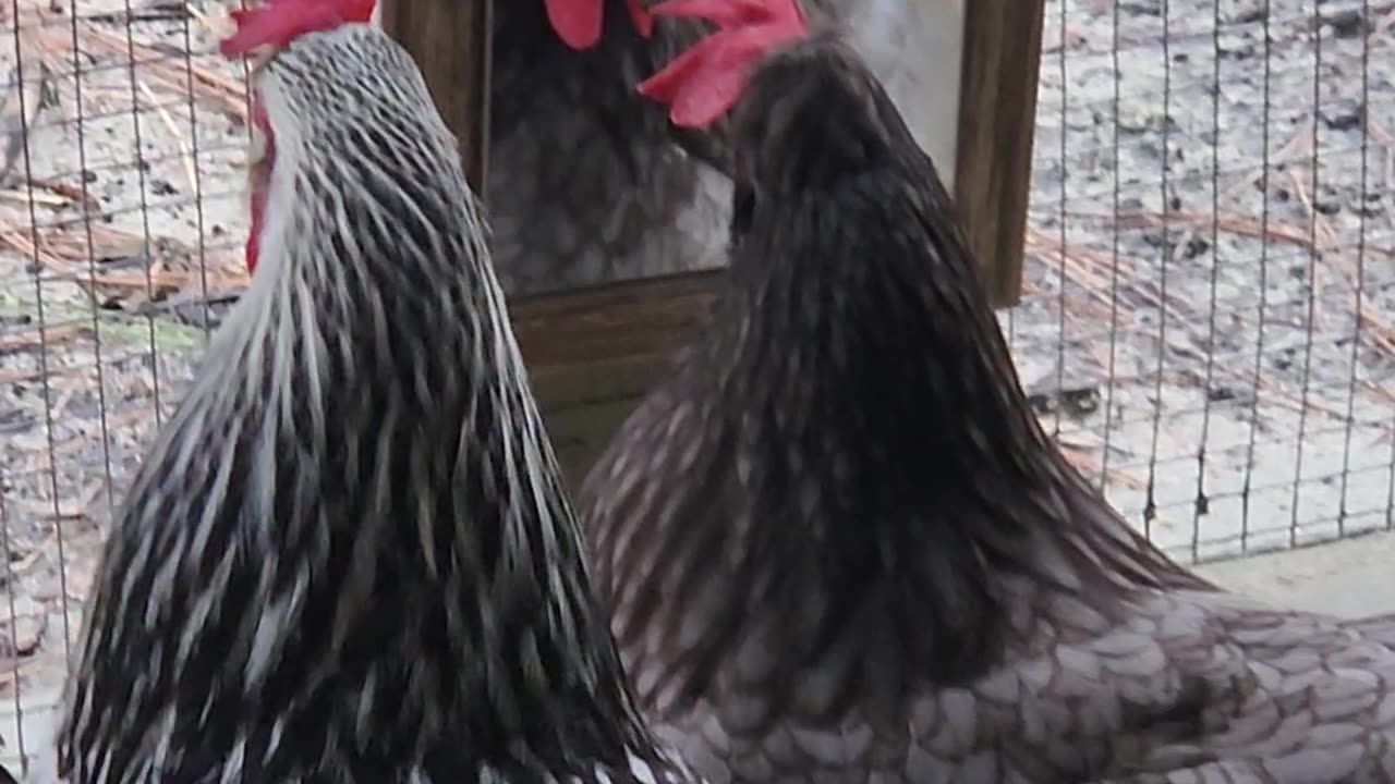 Chicken Admires Herself In Mirror