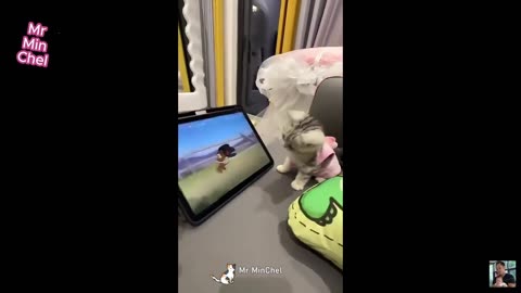 Best Funny Animal Videos – Dogs & Cats That Will Make You Laugh!😹🐶#cat #dog #animals