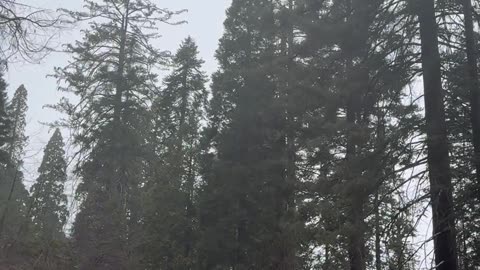 Stillness and Strength - A Day in Sequoia