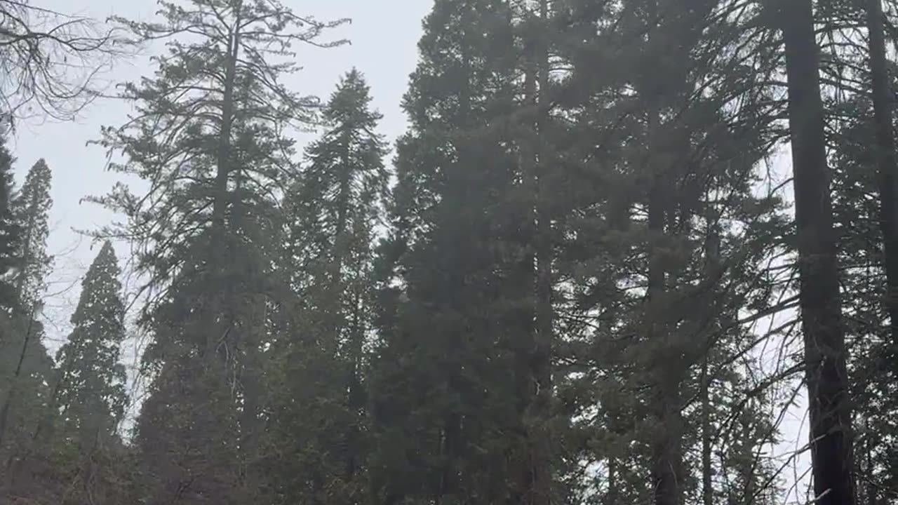 Stillness and Strength - A Day in Sequoia