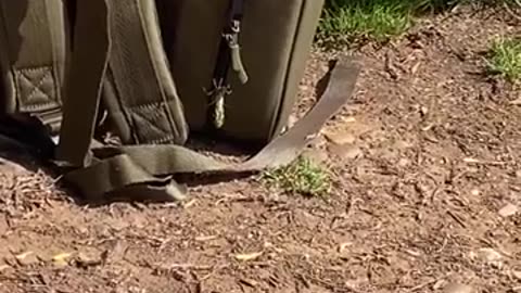 😱🦋 This Dragonfly Larvae Hitchhiker Will Leave You Speechless! | FunFM
