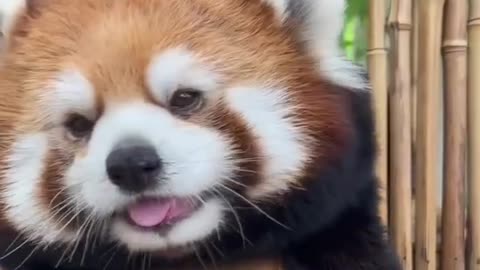 RED PANDA