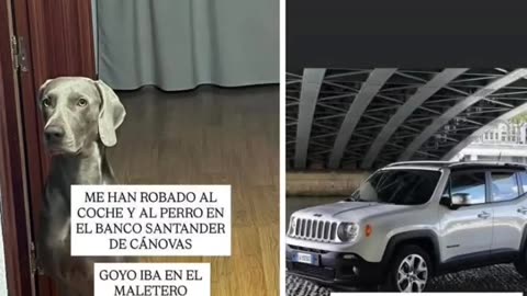 Han robado un coche con un perro dentro en Cáceres (Extremadura, Spain)