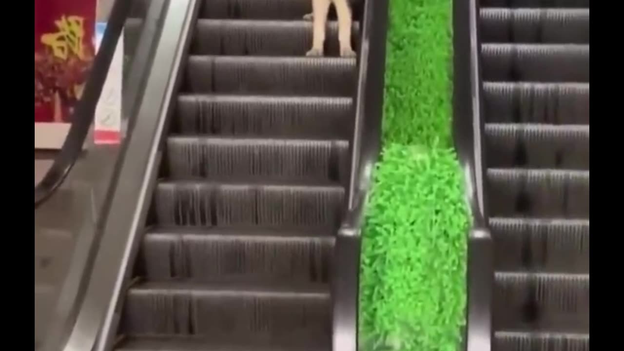 animal funny