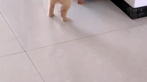 Cat vs. Dog: Kangkang Wins