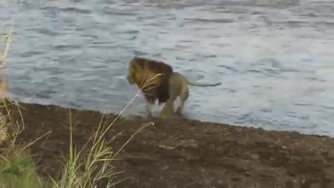 Lion Crossing River
