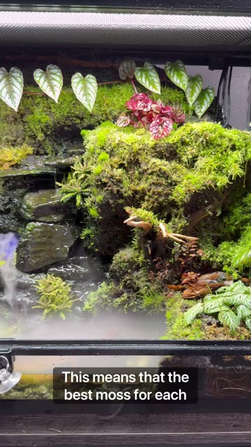 Moss Wall Terrarium