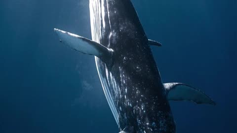 What If a Giant Blue Whale Got Stuck in an Airport? 🐋🛫 #WhatIf #BlueWhale #FunnyScenario