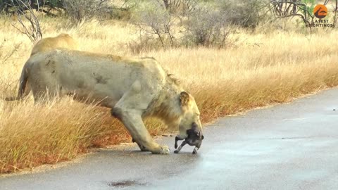 Lions Come Across Wild Dog Puppies Busy Moving Dens