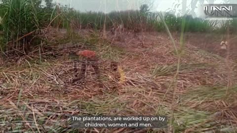 Discover how sugar cane harvesting in Eastern Uganda sustains families. Watch the process unfold!
