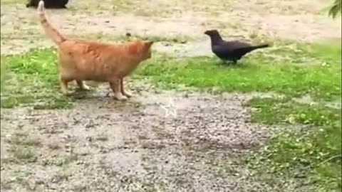 Best funneiest animal video