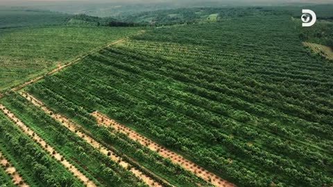 Trung Nguyen Legend The Awakenings of Coffee Vietnam's Coffee Journey Discovery Channel