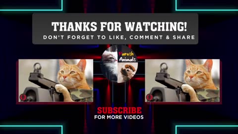 Funny Cat Videos Compilation Animal Videos