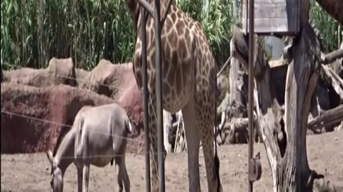 buin zoo