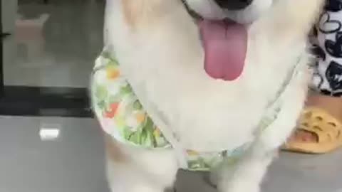 funny pets, cute puppies, pet humour, dog lovers, dog life