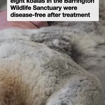 Historic' achievement reached as group of koalas remain chlamydia-free - news.com.au