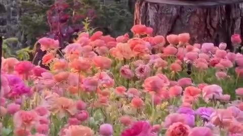 🌺 STUNNING VIEWS 💐