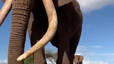 Majestic Growth of Wild Animals #funny #cute #animals