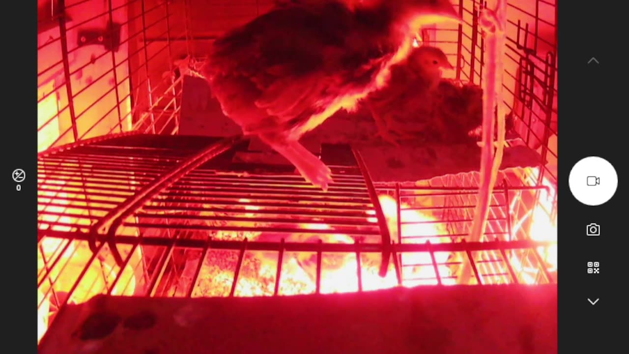 Chicken Mezzanine Perch part deux