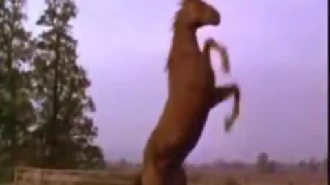 @ MY FAVORATE MUSIC [ 12 ] Bob Seger - Against The Wind :"HIGH PITCH x2" FIMLORA X CRACK VERSON!
