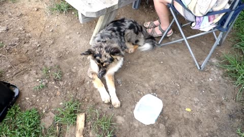 Parvovirus, aka Parvo in dogs: what to do