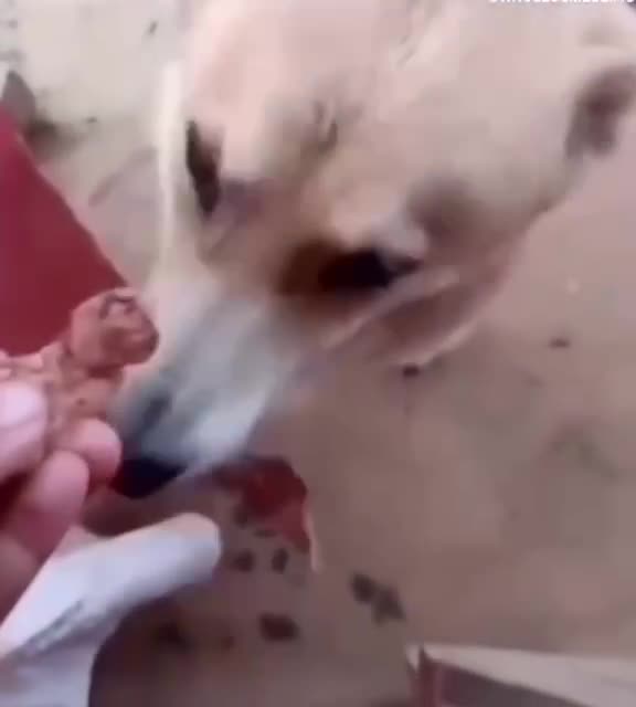 Doggy learned how the barter system works