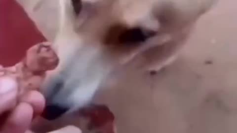 Doggy learned how the barter system works