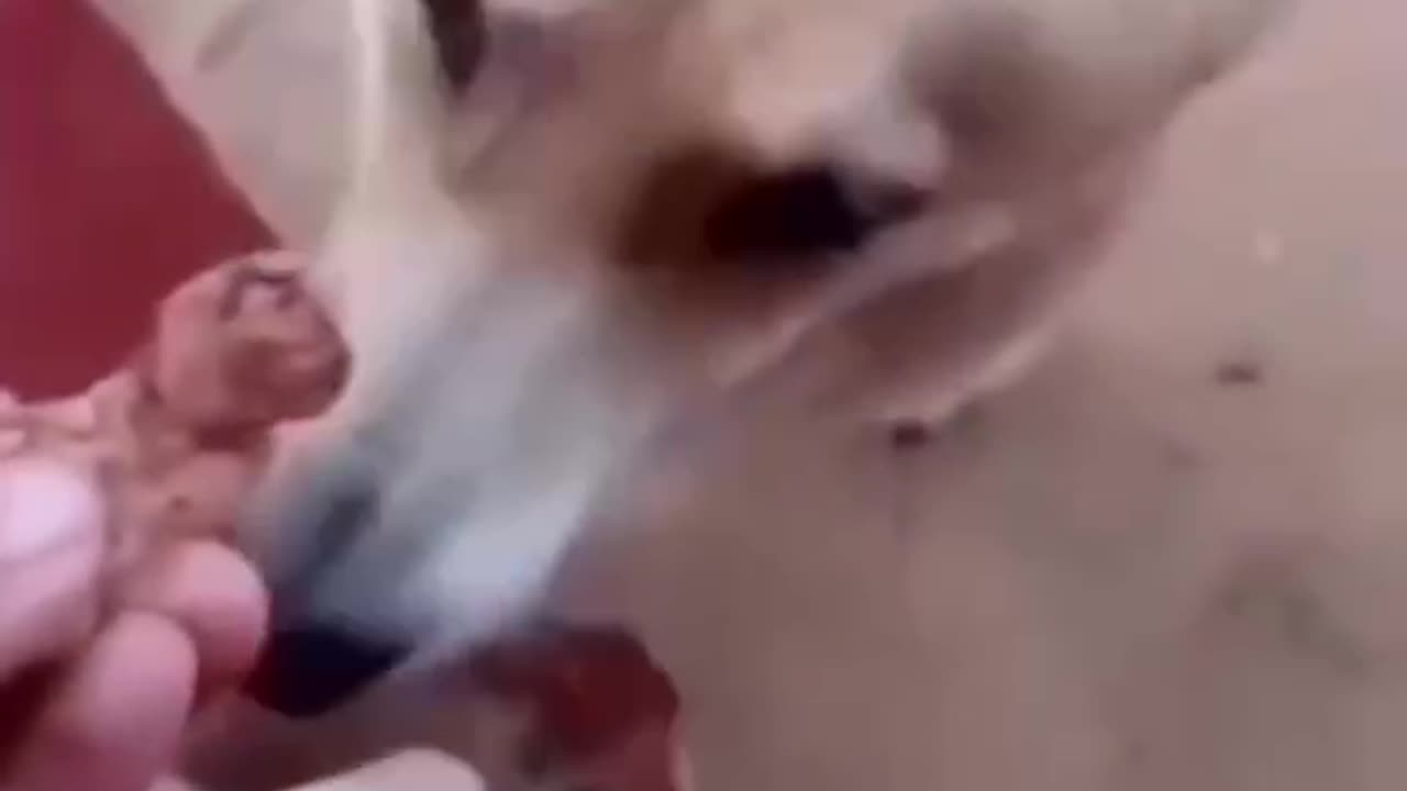 Doggy learned how the barter system works