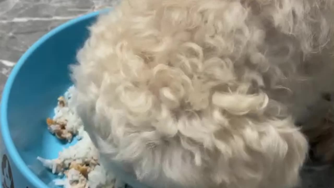 Cute mini dog