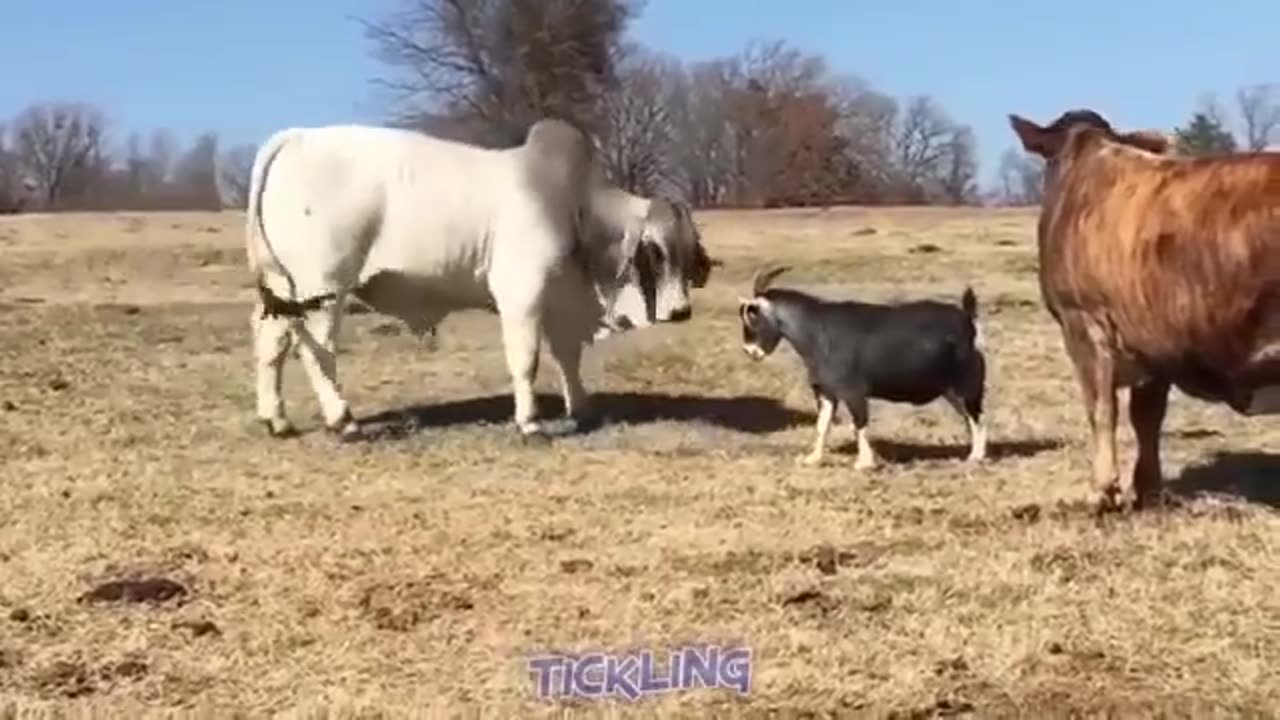 Bull Vs Goat