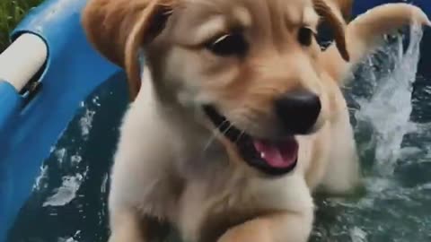 AI Video: Puppy Splashing in a Kiddie Pool! cute cuteanimals ai goldenretriever