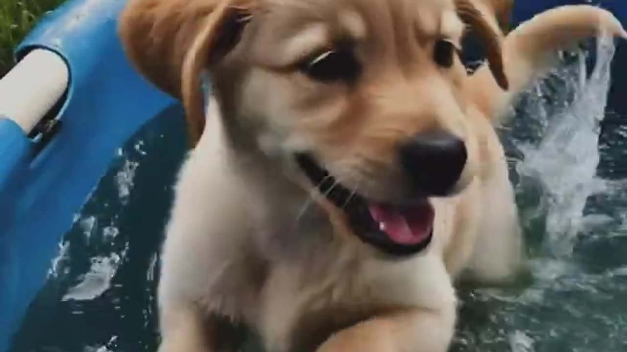 AI Video: Puppy Splashing in a Kiddie Pool! cute cuteanimals ai goldenretriever