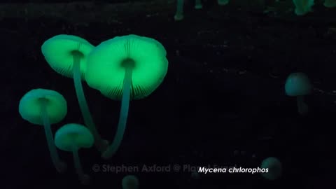 "Fantastic Fungi" time-lapses by Stephen Axford