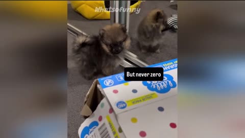 Funny animal memes