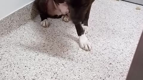 Chuck 4 Yr Old A740453 Kennel 143 PACC shelter 20210925_153708
