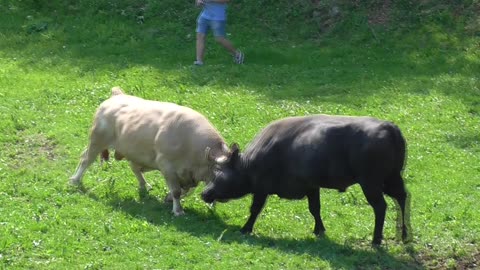 Gavran od Kaurina vs Bijeli Braća Gajić Šehovci 2025