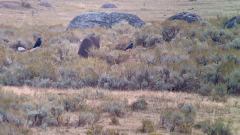 Wolf and Bears Dine at Yellowstone National Park