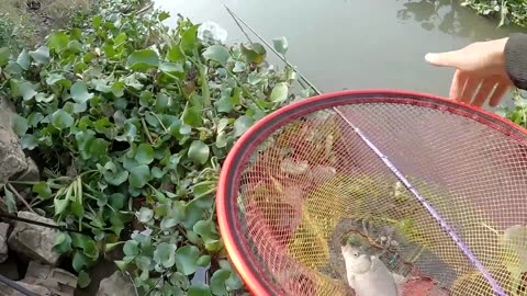 Am Morgen angeln Süßwasserfische
