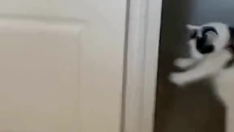 FUNNY ANIMAL COMPILATIONS - PART 64