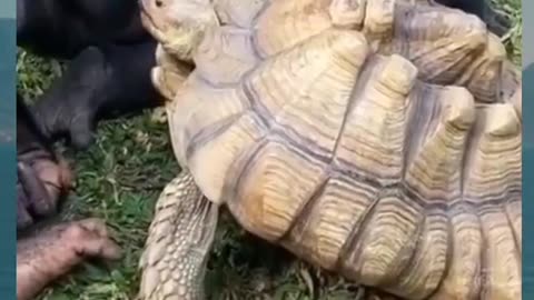 Funniest Animals - funniest animal videos - try not to laugh with funny animal's life compilations