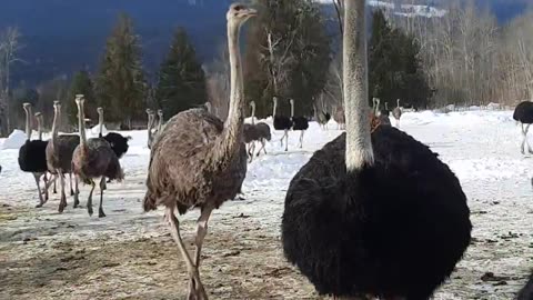BC Ostriches Before The Evil Demonic CFIA