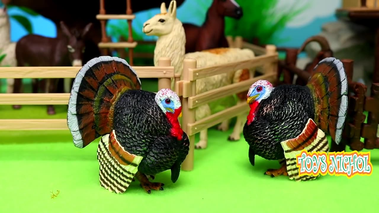 Turkeys Eat a Lot of Food in the Morning and Evening