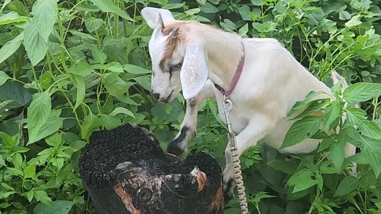 Silly Goat