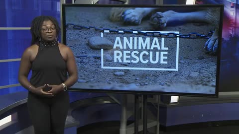 Two people arrested after more than 65 animals found at Gatesville home