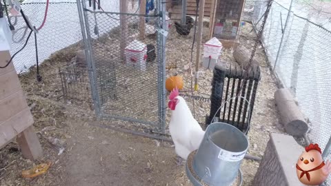 Chicken Live Stream