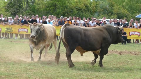 Peran od Briše vs Peronja od Bilića Grude 2025
